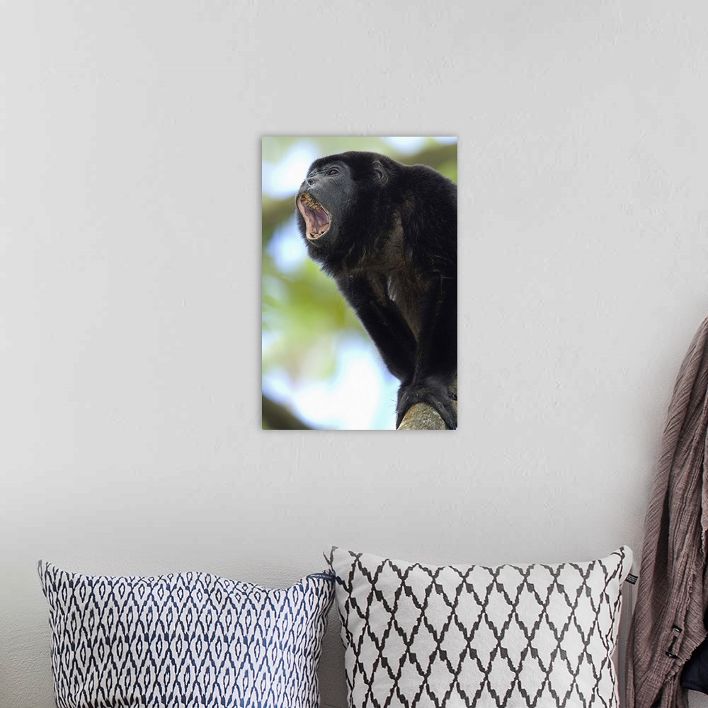 A bohemian room featuring Close-up of a Black Howler monkey, Costa Rica
