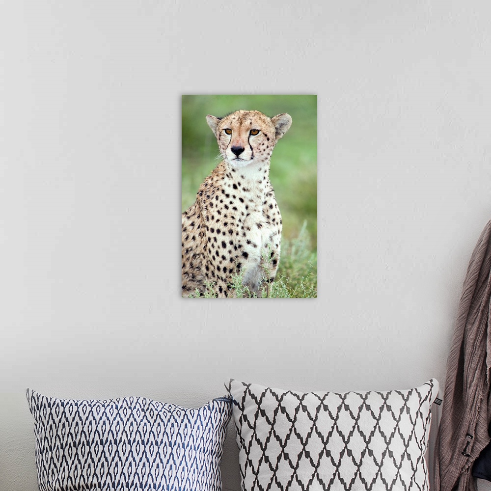 A bohemian room featuring Close-up of a female cheetah in a forest, Ndutu, Ngorongoro, Tanzania