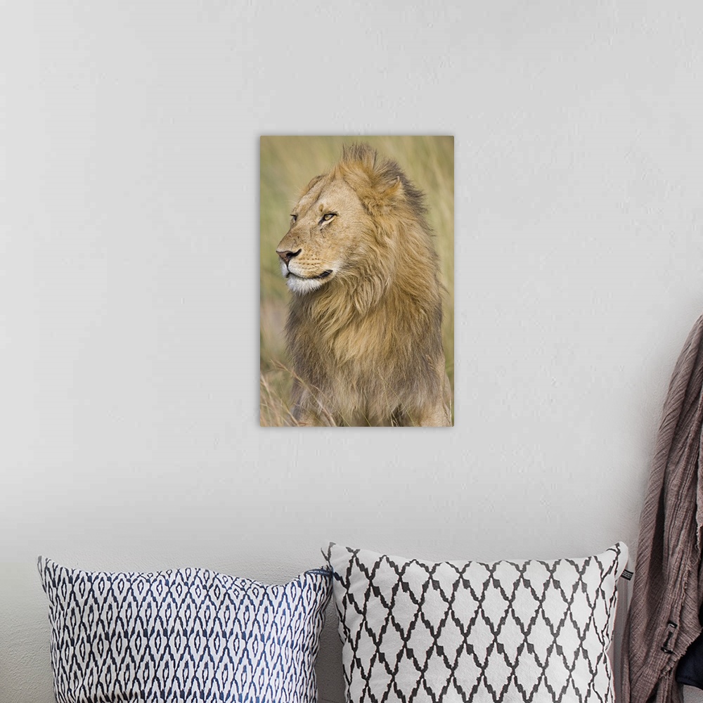 A bohemian room featuring Vertical panoramic photograph of male lion in field of tall grass.