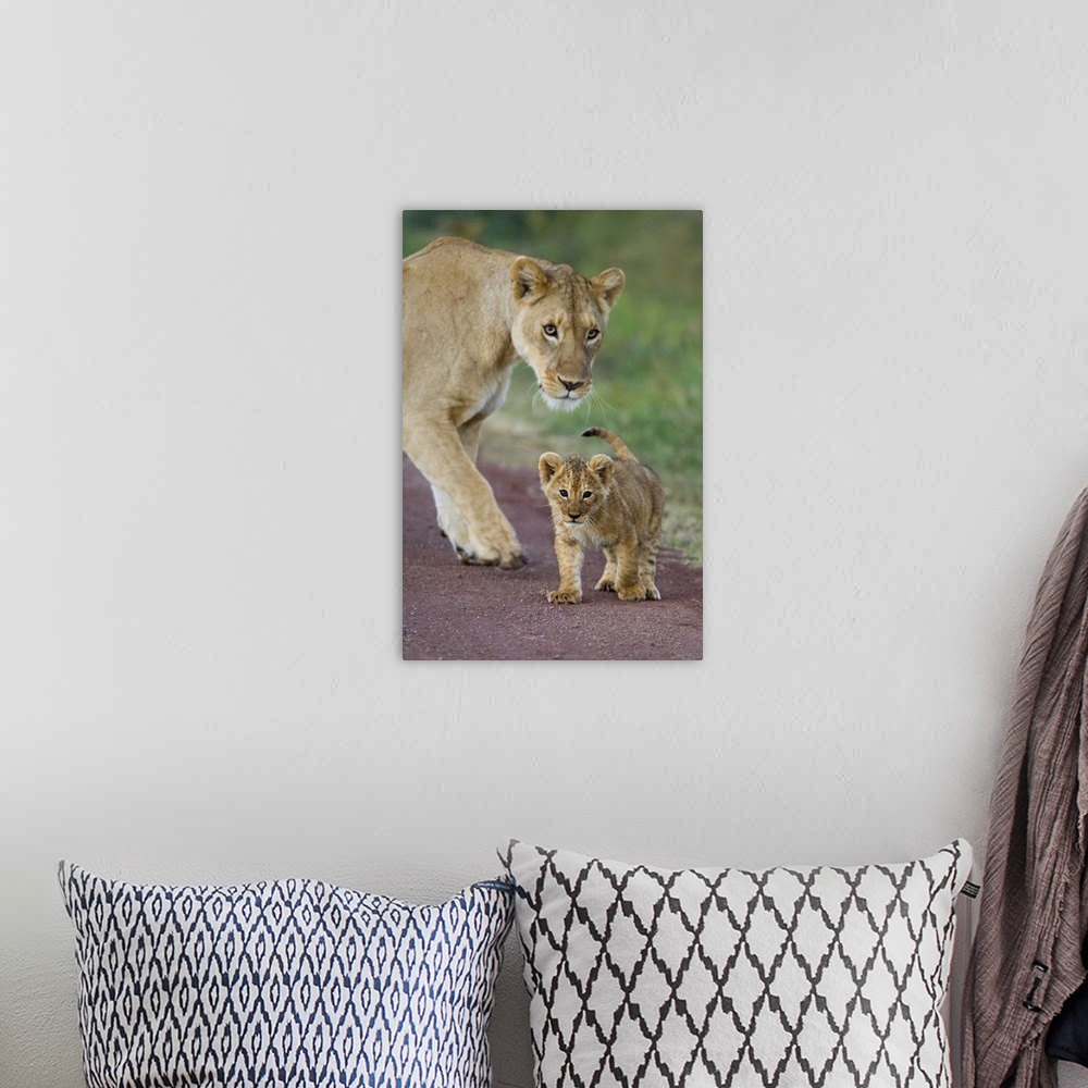 A bohemian room featuring Close-up of a lioness and her cub, Ngorongoro Crater, Ngorongoro Conservation Area, Tanzania (Pan...