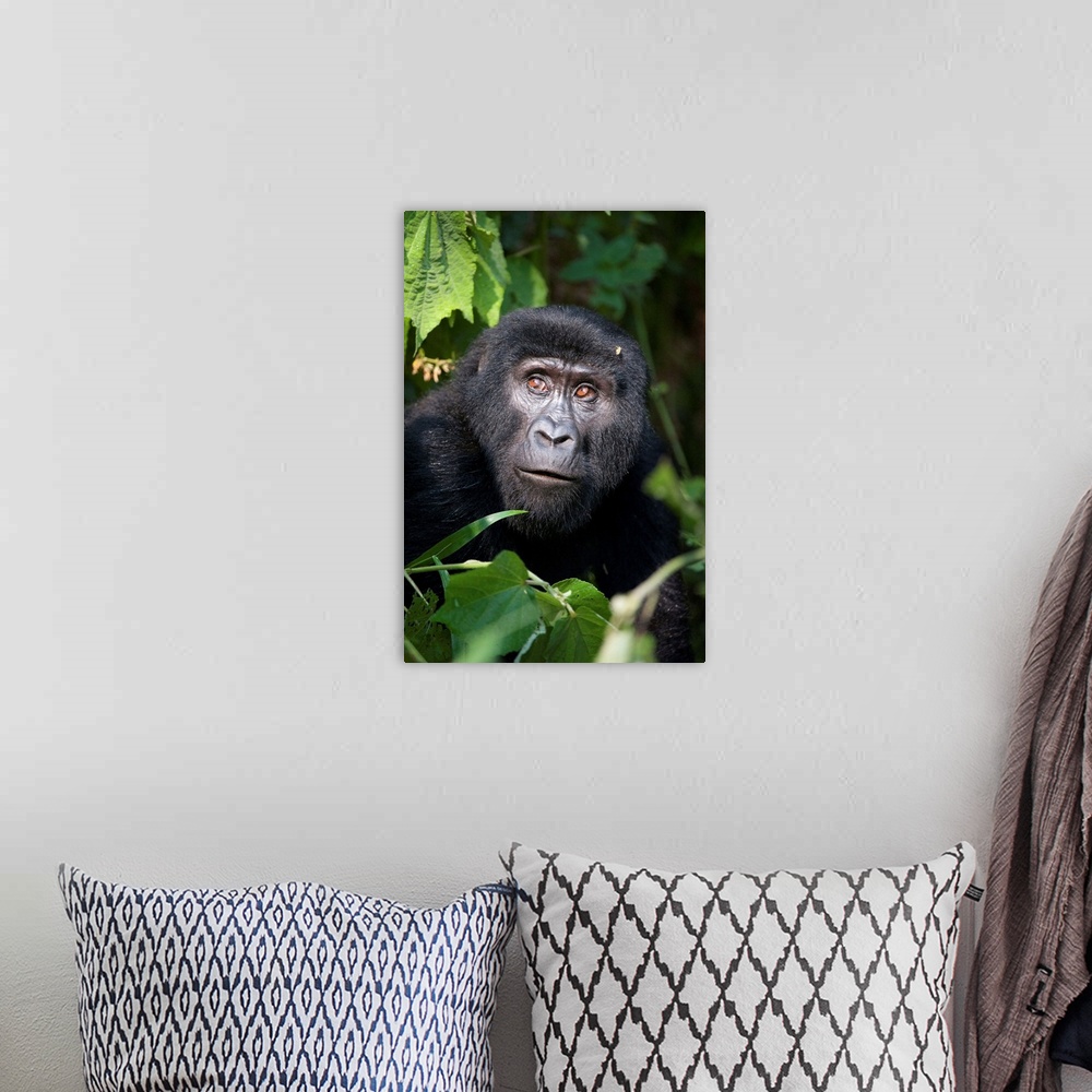 A bohemian room featuring Close-up of a Mountain gorilla, Bwindi Impenetrable National Park, Uganda