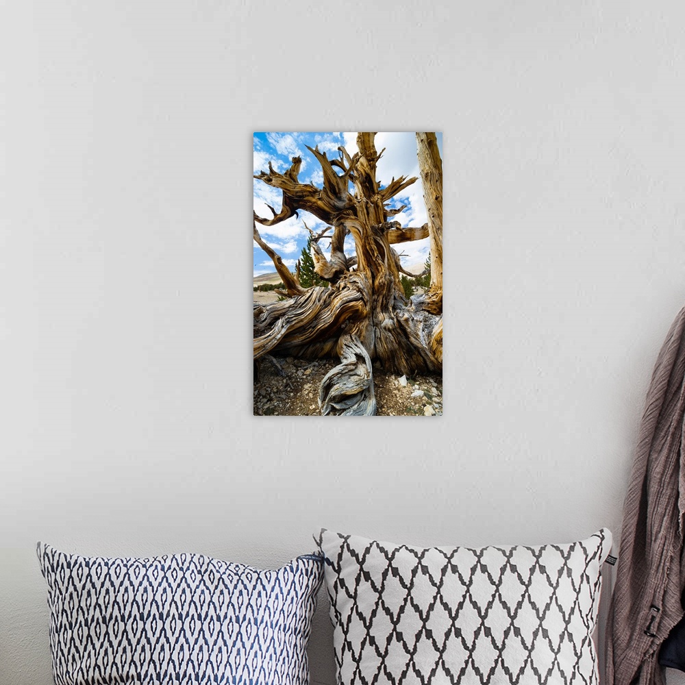 A bohemian room featuring Close-up of details of Pine tree, Ancient Bristlecone Pine Forest, White Mountains, Inyo County, ...