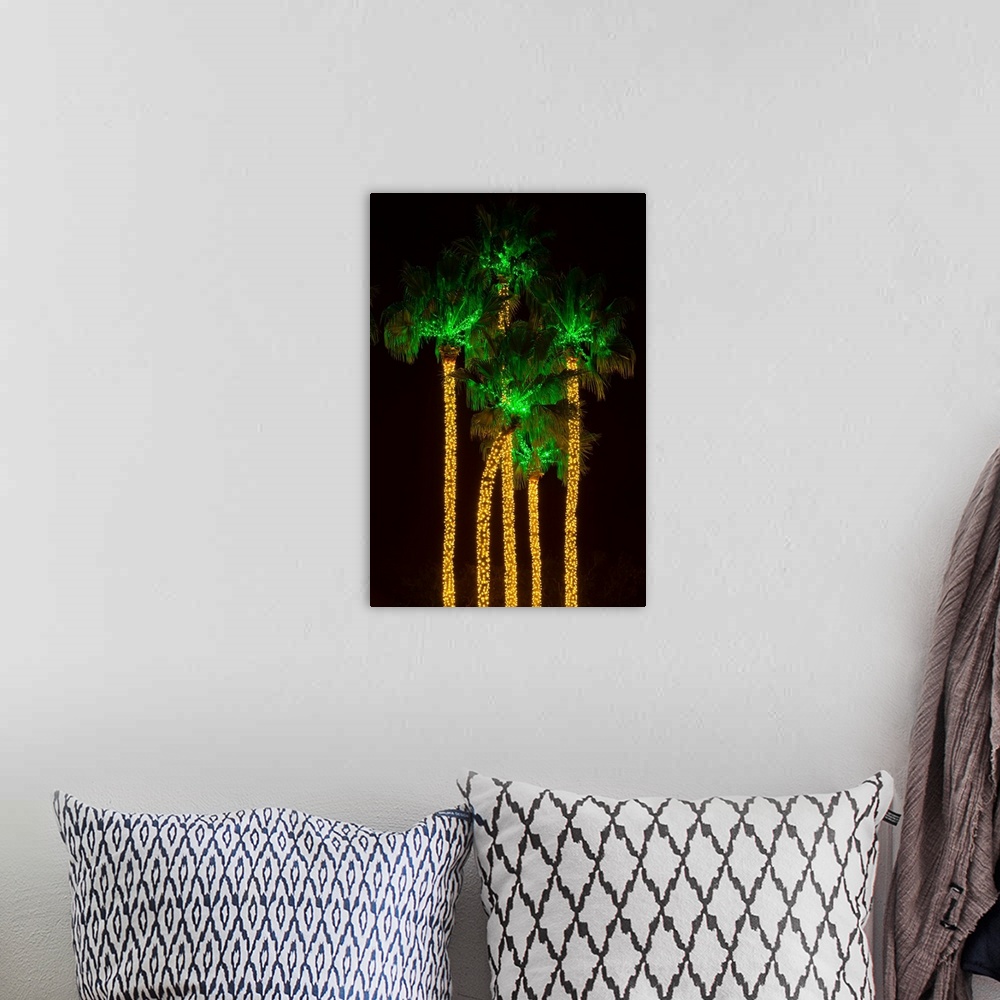 A bohemian room featuring Illuminated palm trees at Dana Point Harbor, Dana Point, Orange County, California, USA
