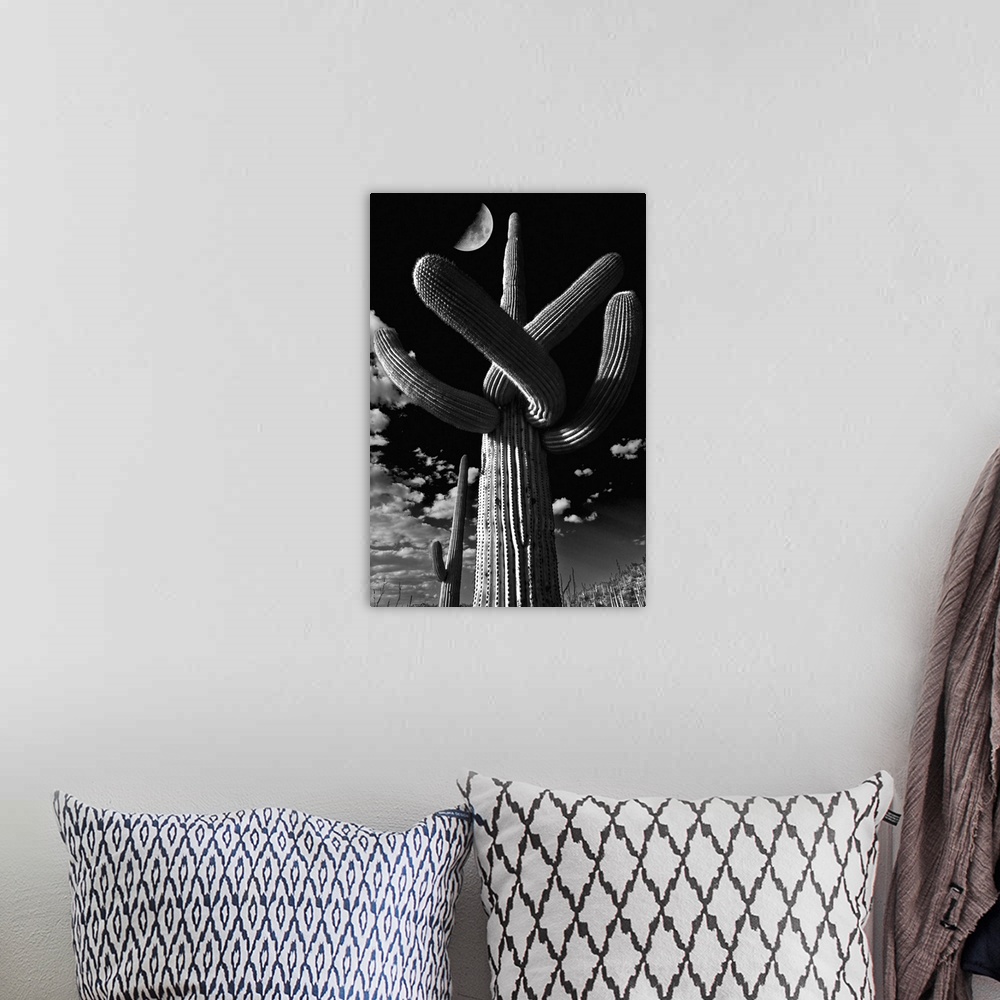 A bohemian room featuring Low angle view of a Saguaro cactus, Tucson, Pima County, Arizona