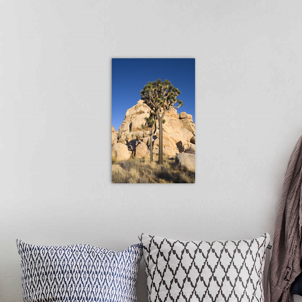 A bohemian room featuring Low-Angle View Of Joshua Tree In Front Of Cliff