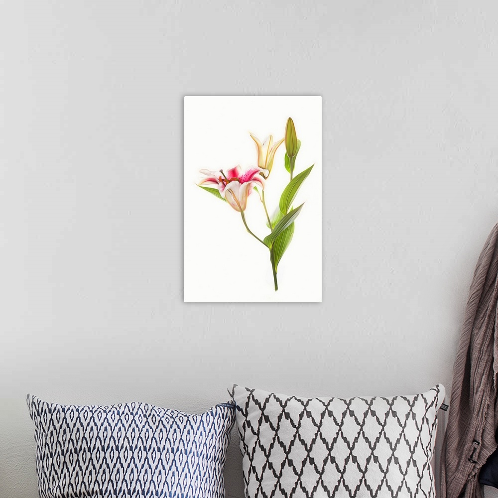 A bohemian room featuring Stargazer lily flowers against white background.