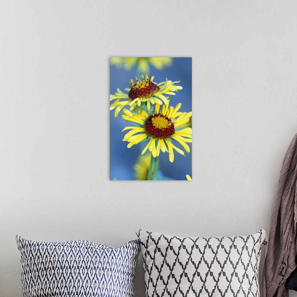 A bohemian room featuring Yellow Flowers In Bloom