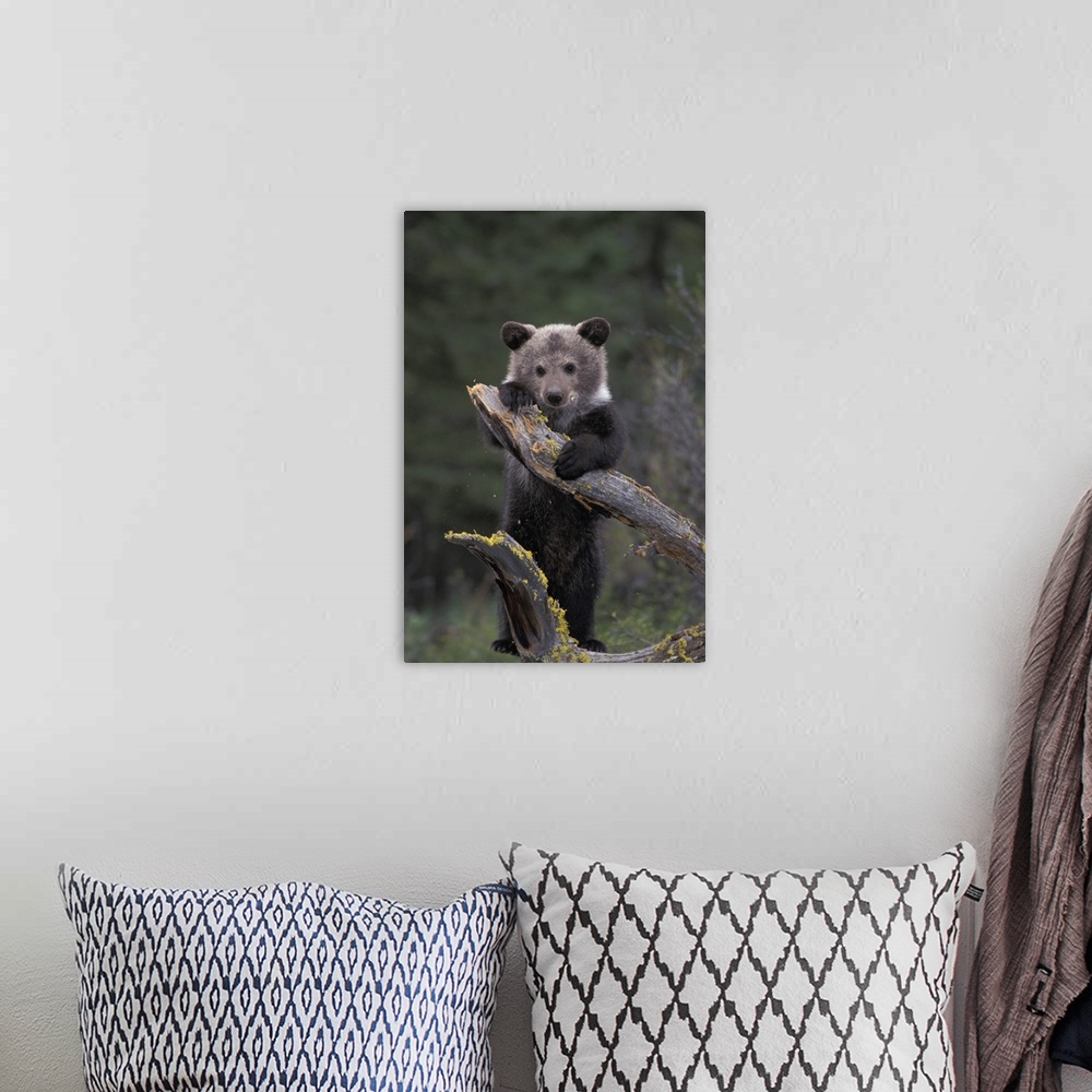 A bohemian room featuring Young GrizzliyBear Hanging on a Tree