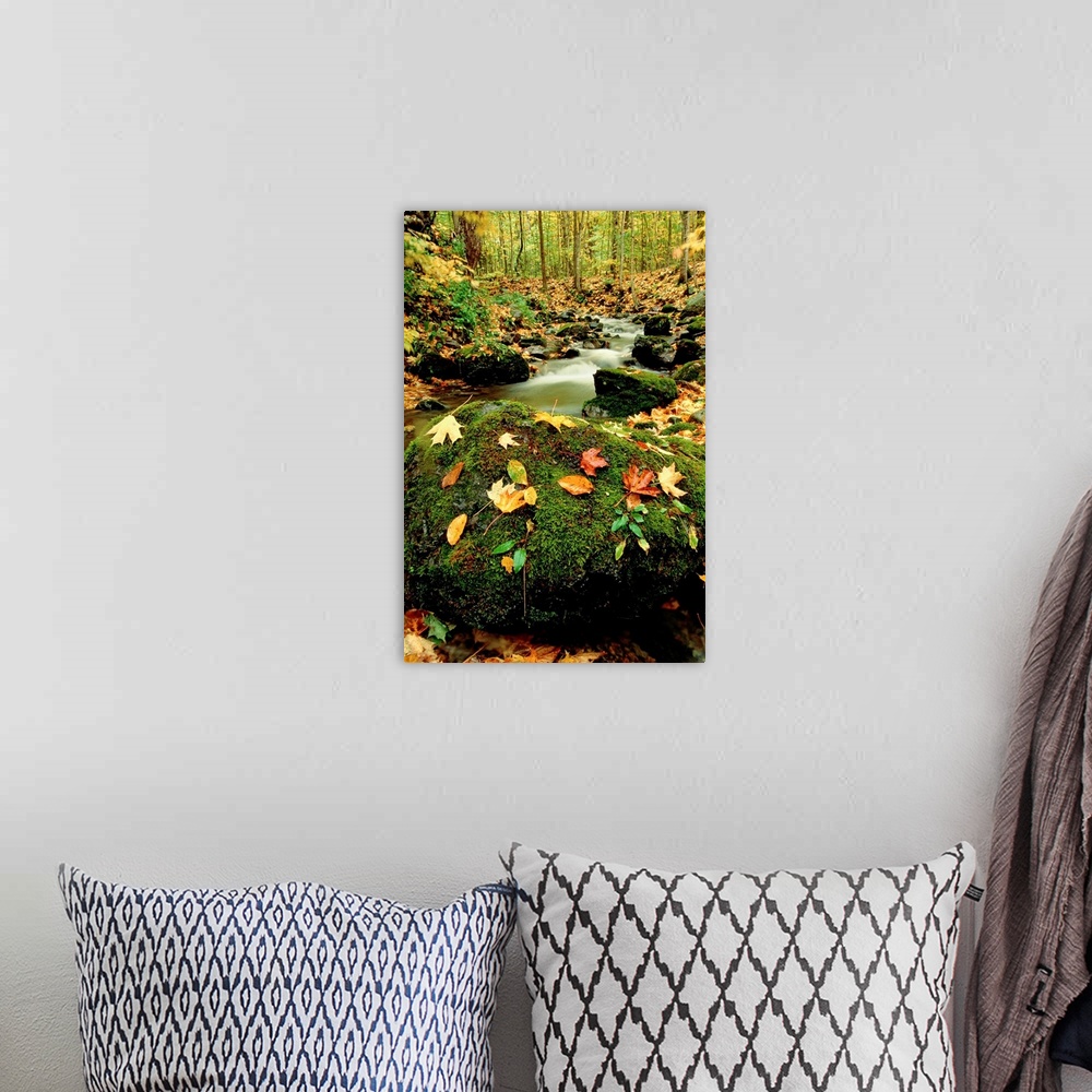 A bohemian room featuring Nature wall art to decorate a vertical space this photograph is a moss covered boulder is decorat...