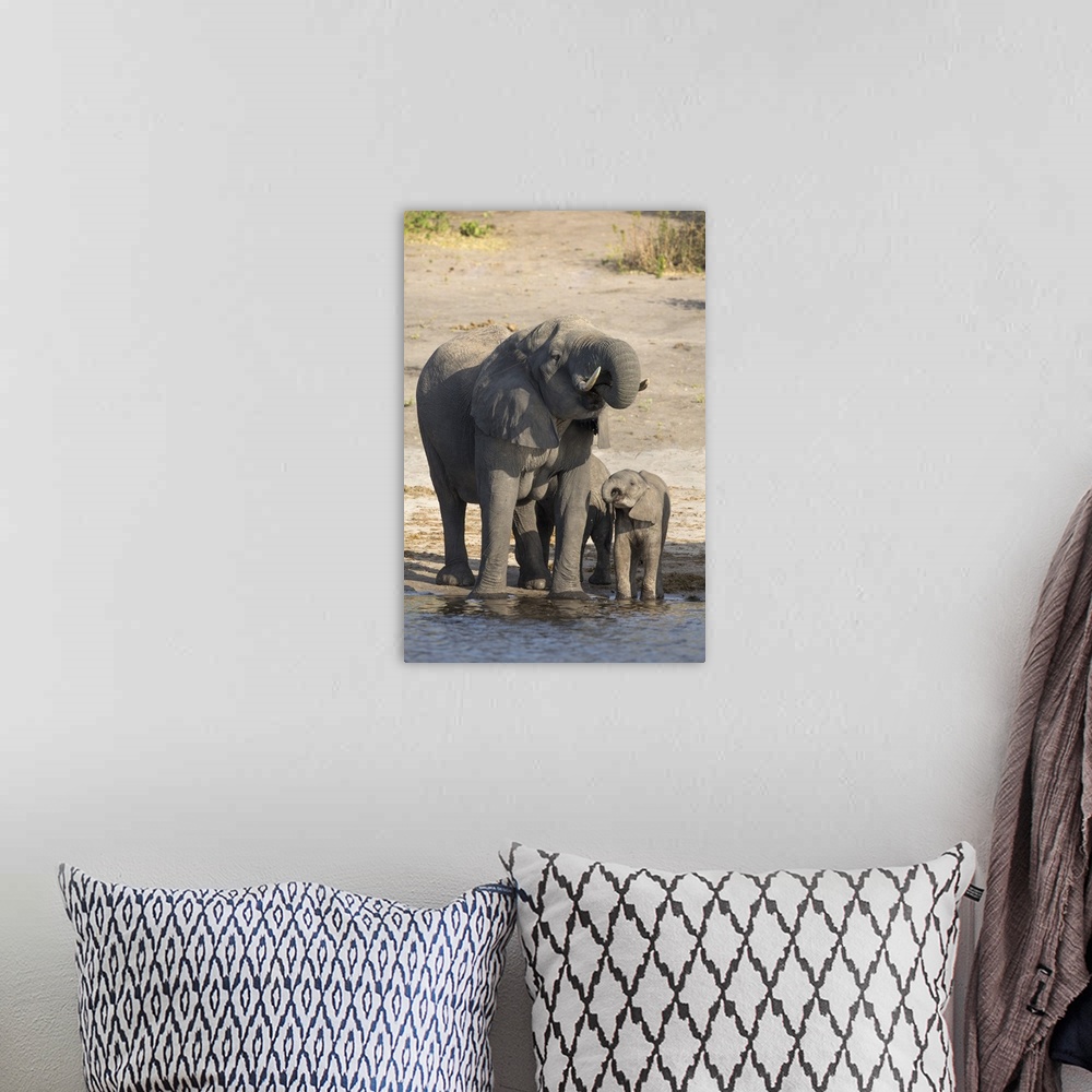 A bohemian room featuring African elephants (Loxodonta africana) drinking at river, Chobe River, Botswana, Africa