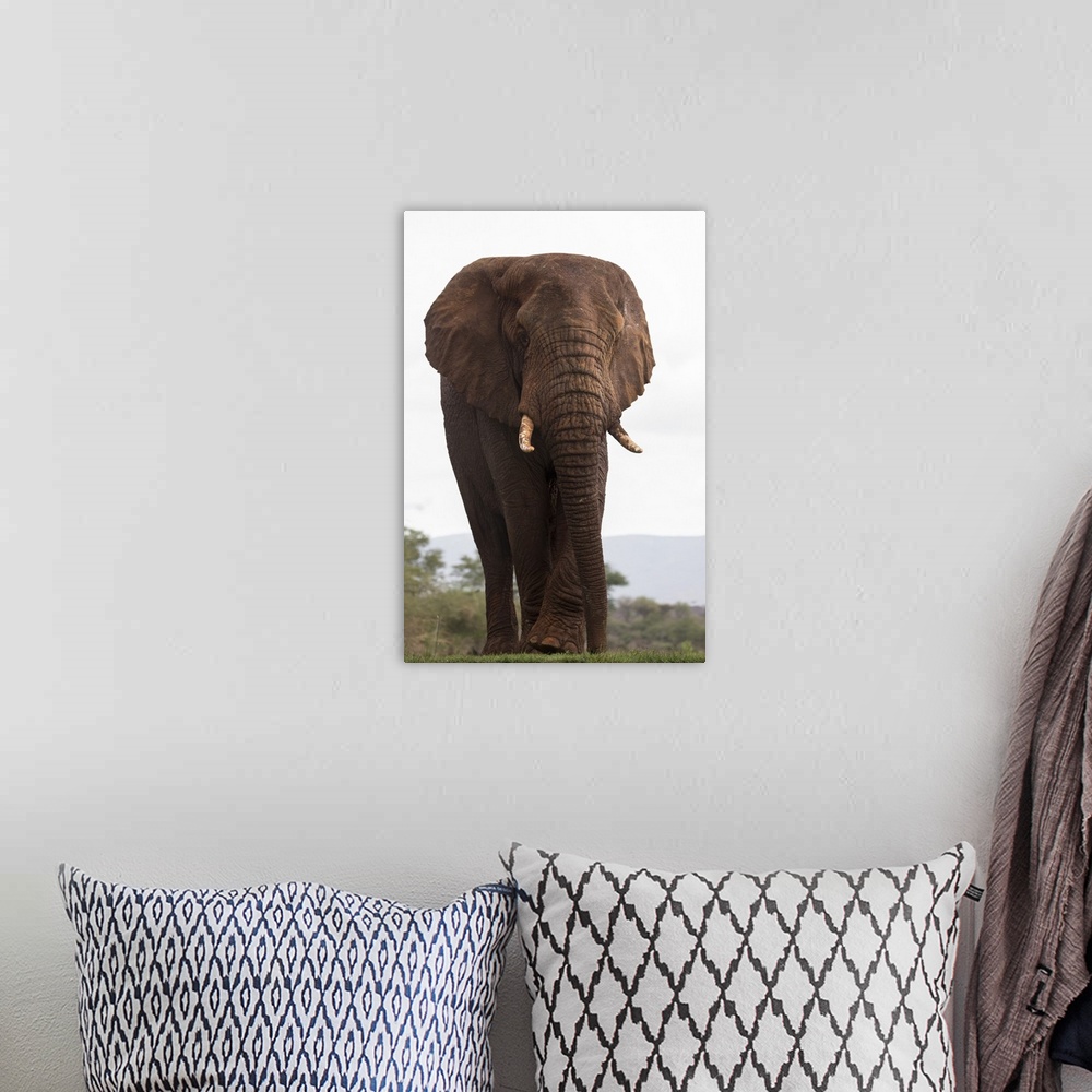A bohemian room featuring African elephant (Loxodonta africana), Zimanga private game reserve, KwaZulu-Natal, South Africa,...