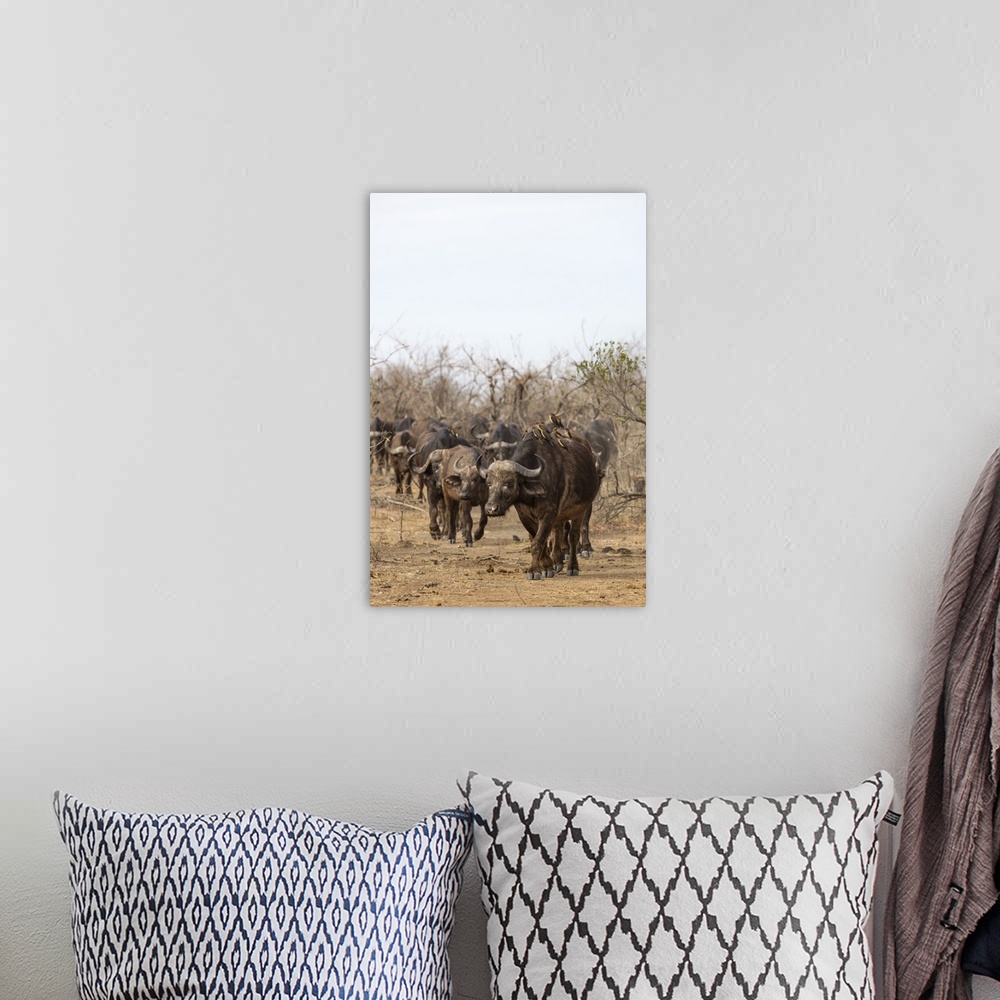 A bohemian room featuring Cape buffalo (Syncerus caffer) herd, Kruger National Park, South Africa, Africa