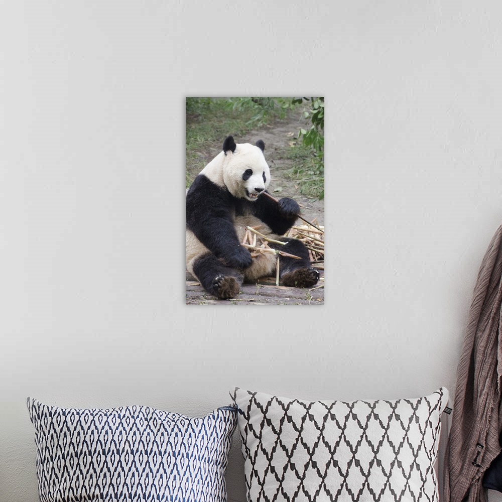 A bohemian room featuring Chengdu Research Base of Giant Panda Breeding, Chengdu, Sichuan Province, China