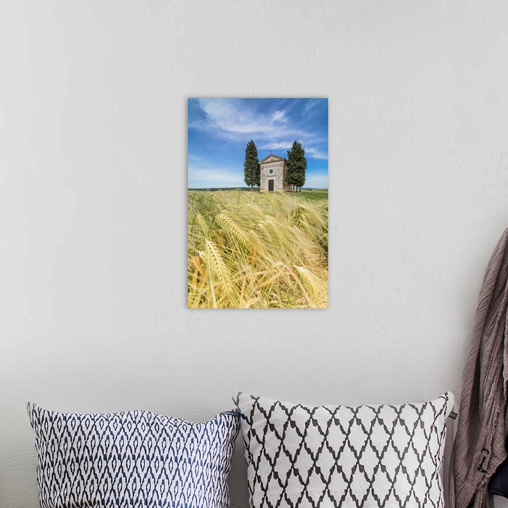 A bohemian room featuring Fields of ears of corn on the gentle green hills of Val d'Orcia, Province of Siena, Tuscany, Italy