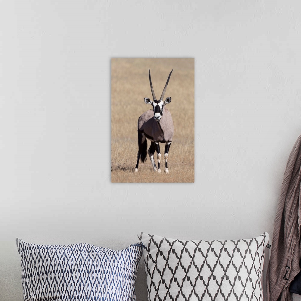 A bohemian room featuring Gemsbok (Oryx gazella), Kgalagadi Transfrontier Park, South Africa, Africa