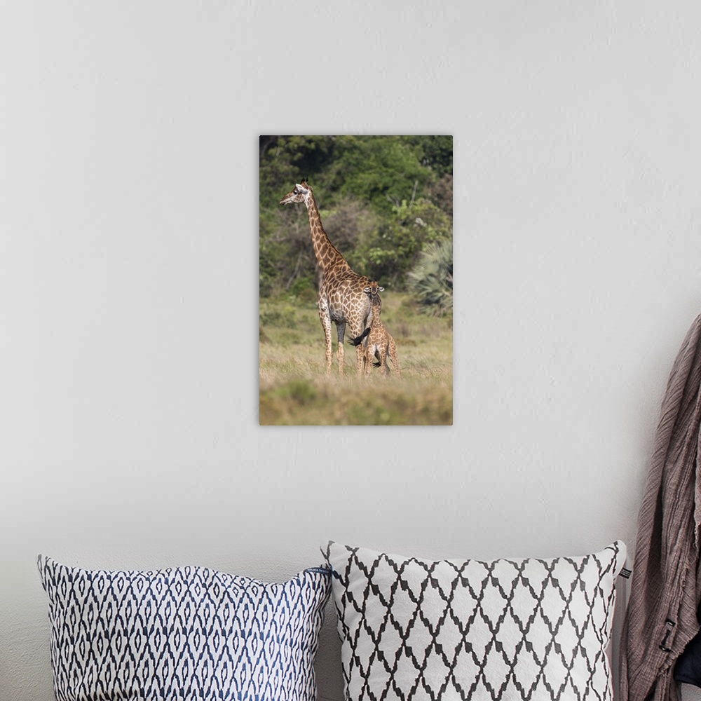 A bohemian room featuring Giraffe (Giraffa camelopardalis) with small baby, Isimangaliso, KawZulu-Natal, South Africa, Africa