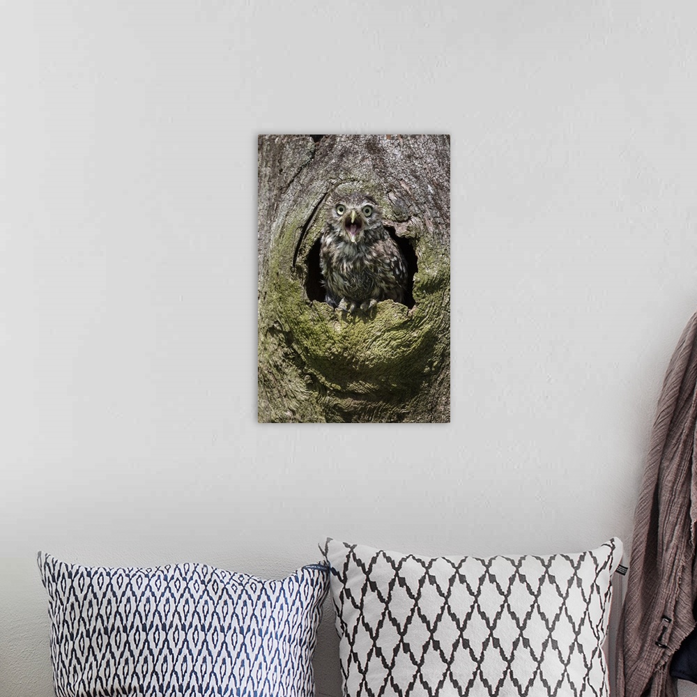 A bohemian room featuring Little owl (Athene noctua), captive, United Kingdom, Europe