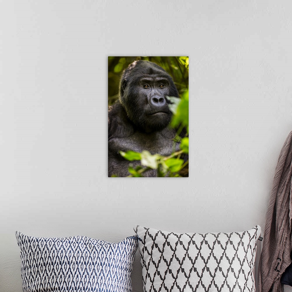 A bohemian room featuring Mountain gorilla, Bwindi Impenetrable Forest, Uganda