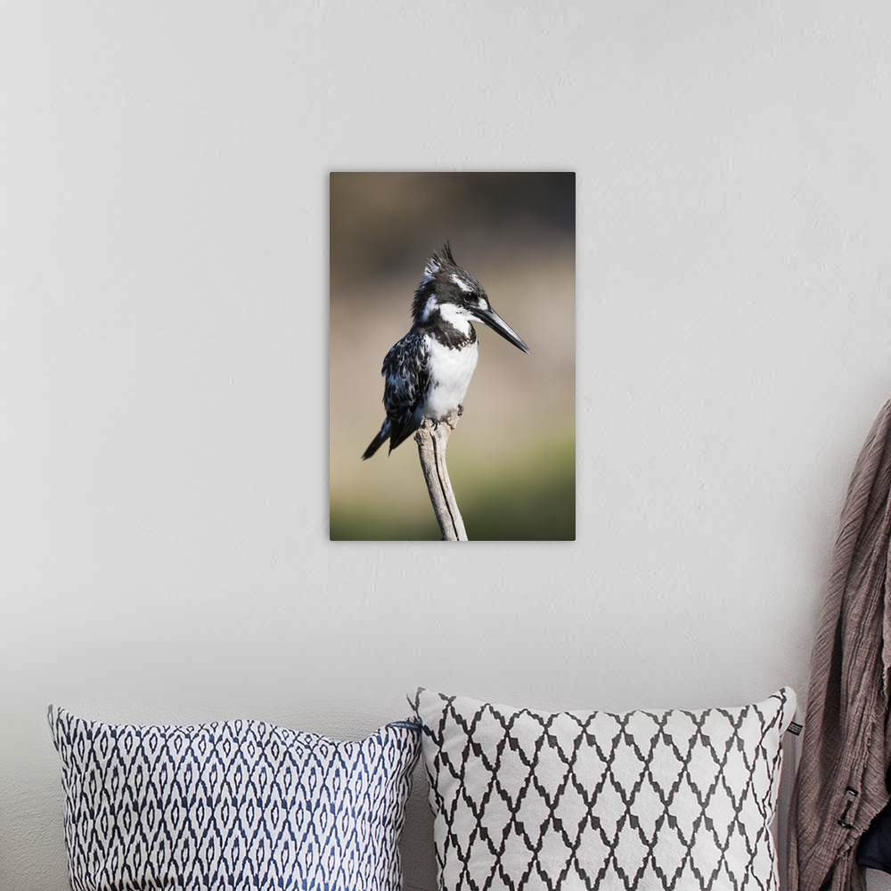 A bohemian room featuring Pied kingfisher (Ceryle rudis), Intaka Island, Cape Town, South Africa, Africa