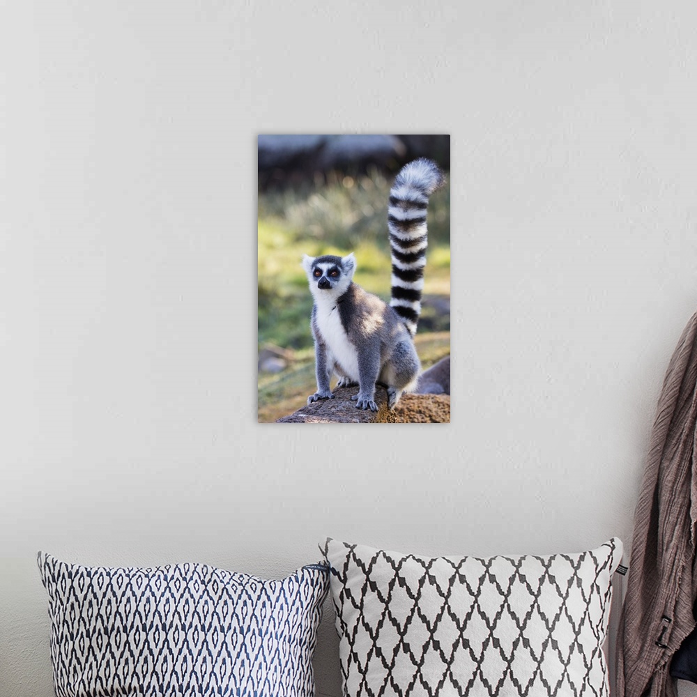 A bohemian room featuring Ring tailed lemurs (Lemur catta), Anja Reserve, Ambalavao, central area, Madagascar, Africa