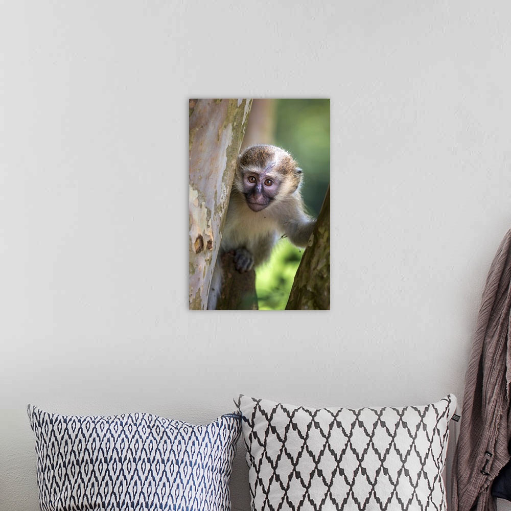 A bohemian room featuring Vervet monkey, Uganda