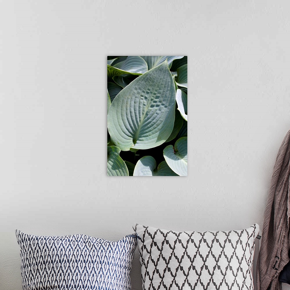 A bohemian room featuring Plantain lily (Hosta fortunei 'Oriana') leaves.