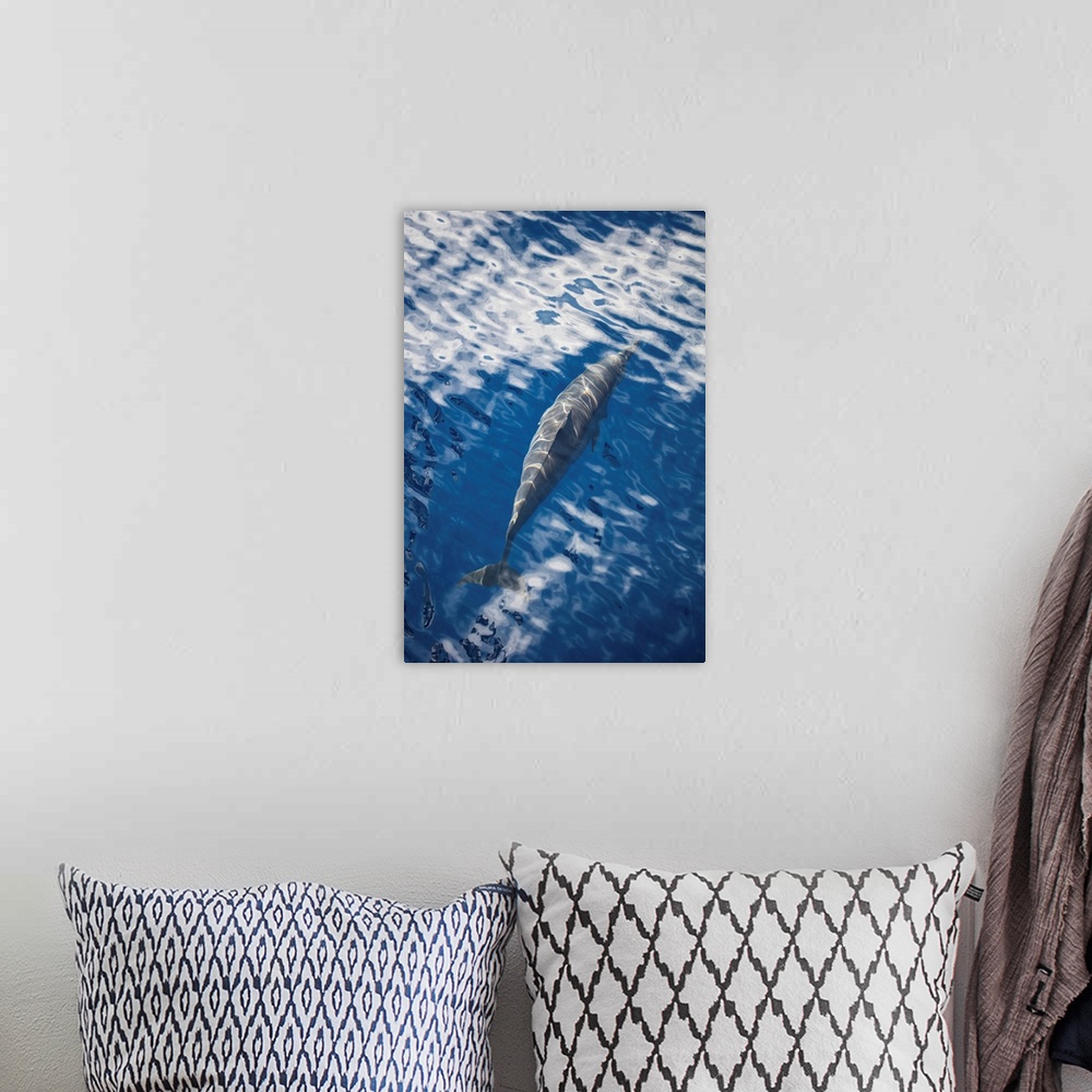 A bohemian room featuring A spinner dolphin gracefully glides through the clear blue waters.