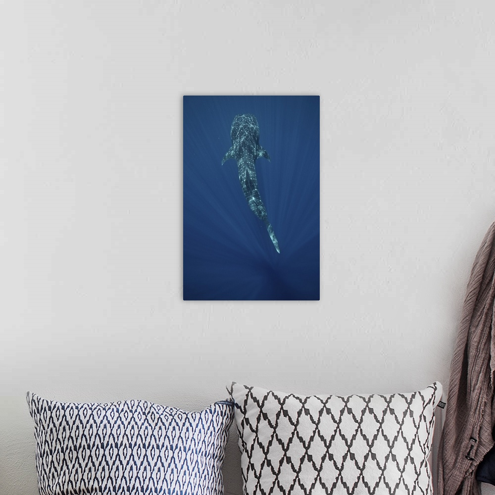 A bohemian room featuring A whale shark (Rhincodon typus) swimming in the deep blue waters of Sogod bay, Southern Leyte, Ph...