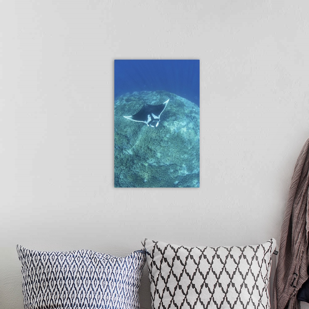 A bohemian room featuring An oceanic manta ray, Manta birostris, swims over a coral reef.
