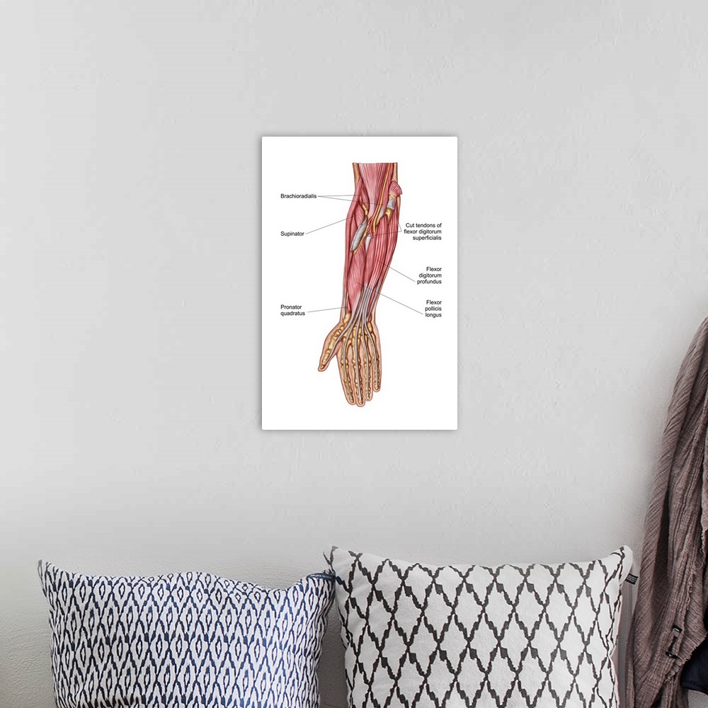 A bohemian room featuring Anatomy of human forearm muscles, deep anterior view.