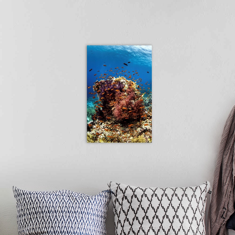 A bohemian room featuring Anthias fish surround a coral bommie in the Red Sea.