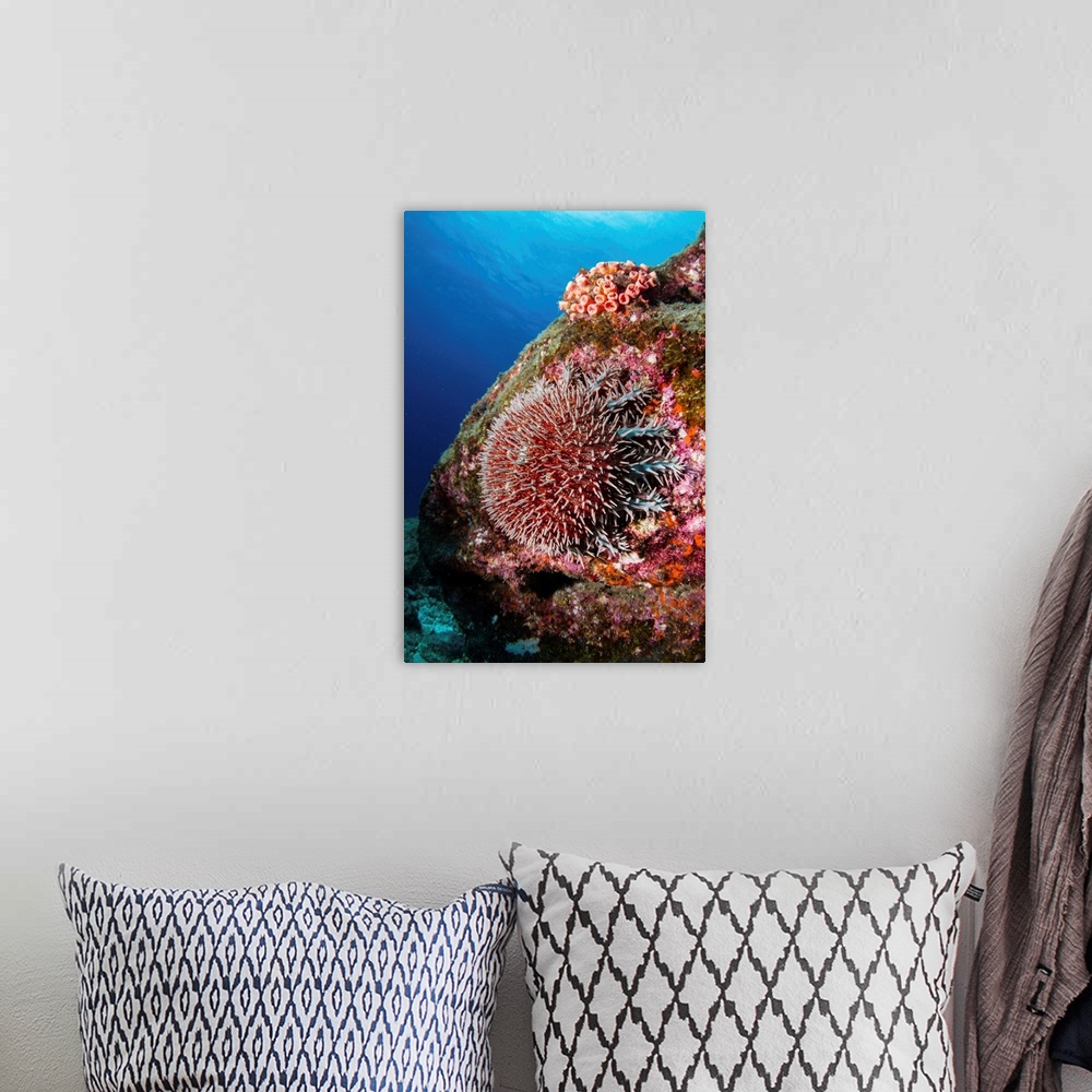 A bohemian room featuring Crown-of-thorns sea star in the waters near La Paz, Baja California Sur, Mexico.