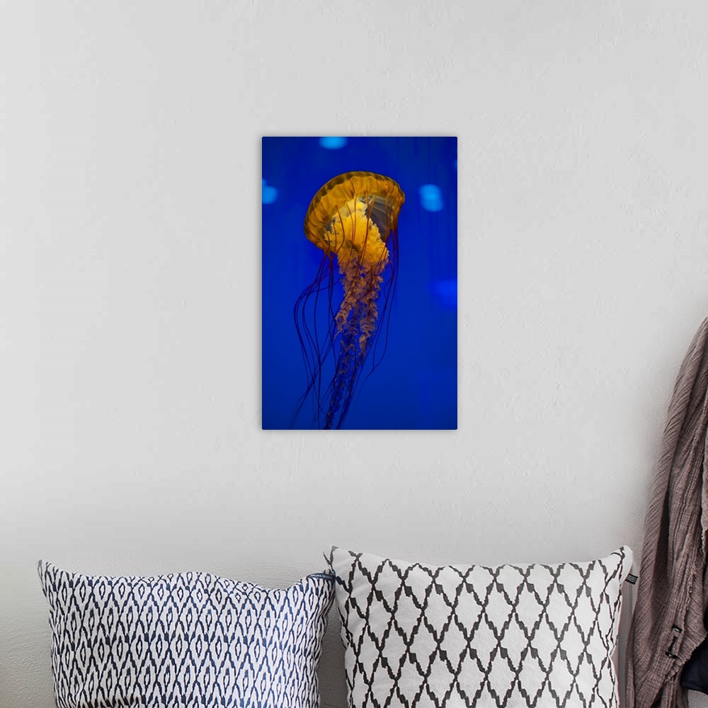 A bohemian room featuring Pacific sea nettle jellyfish.