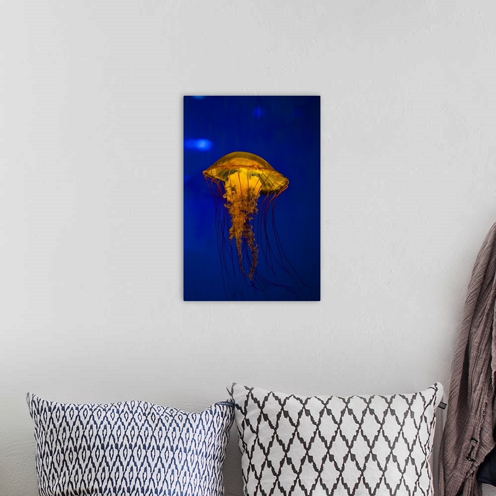 A bohemian room featuring Pacific sea nettle jellyfish.
