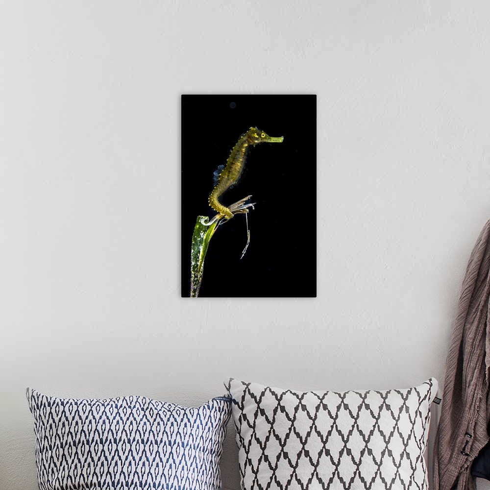 A bohemian room featuring Pelagic seahorse floating in black water, Romblon, Philippines.