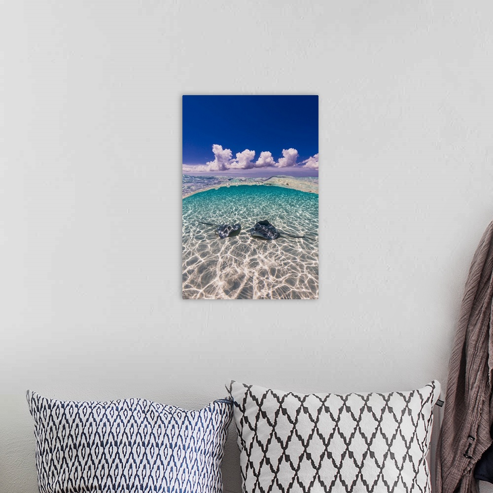 A bohemian room featuring Southern stingrays on the sandbar in Grand Cayman, Cayman Islands.