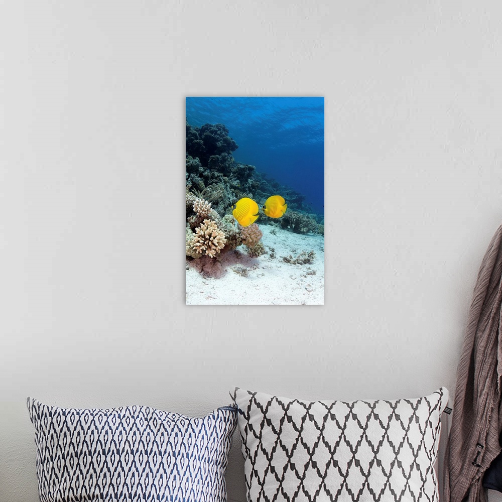 A bohemian room featuring Two butterflyfish swim over a coral reef in the Red Sea, Egypt.