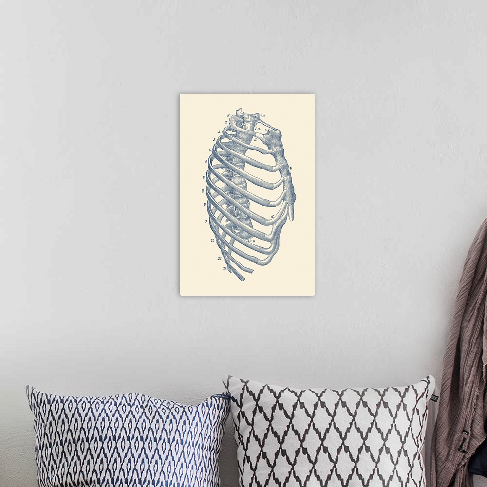 A bohemian room featuring Vintage anatomy print features the side view of the human rib cage.