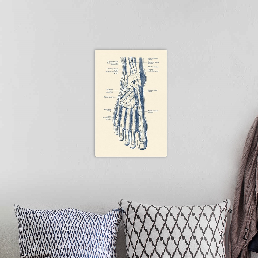 A bohemian room featuring Vintage anatomy print of the human foot, showcasing the veins and arteries.