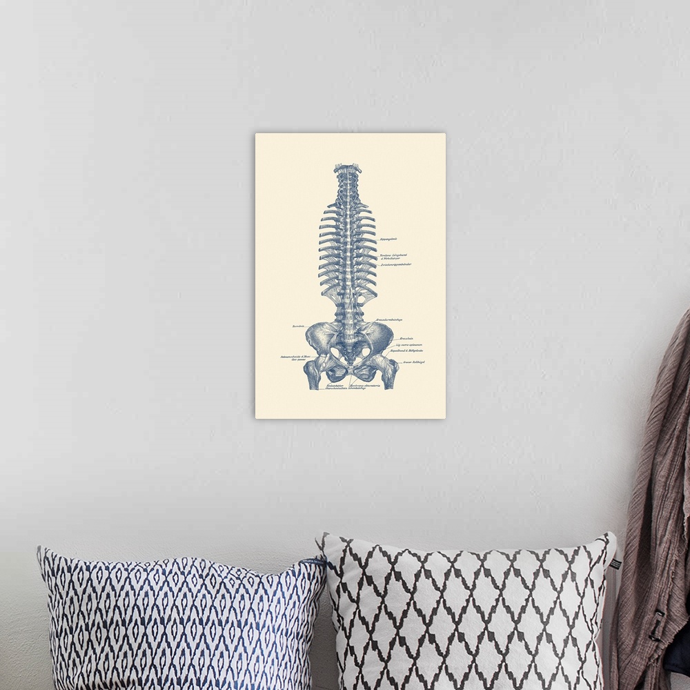 A bohemian room featuring Vintage anatomy print of the human rib cage and pelvis.