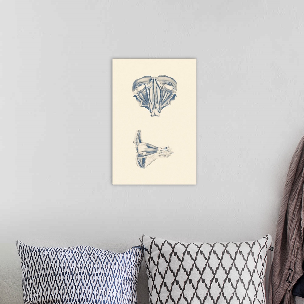 A bohemian room featuring Vintage anatomy print showing a dual view of human eyes.