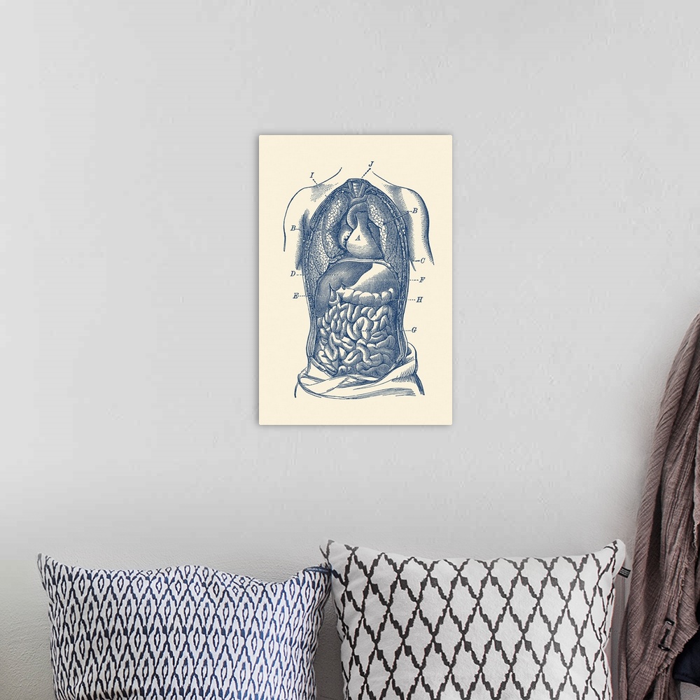 A bohemian room featuring Vintage diagram the human digestive system, showcasing the small and large intestines.