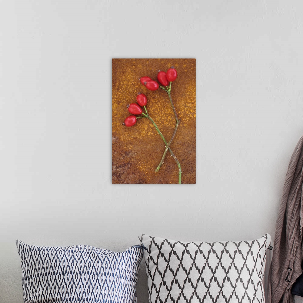 A bohemian room featuring Two stems of Dog rose or Rosa canina lying with their ripe shiny red rosehips on rusty metal sheet