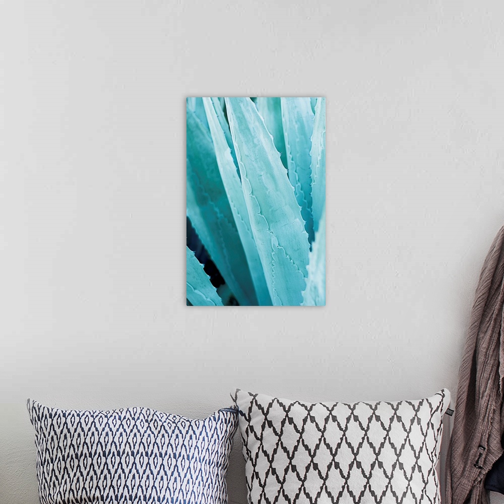 A bohemian room featuring Cool toned photograph of agave plant leaves up close.
