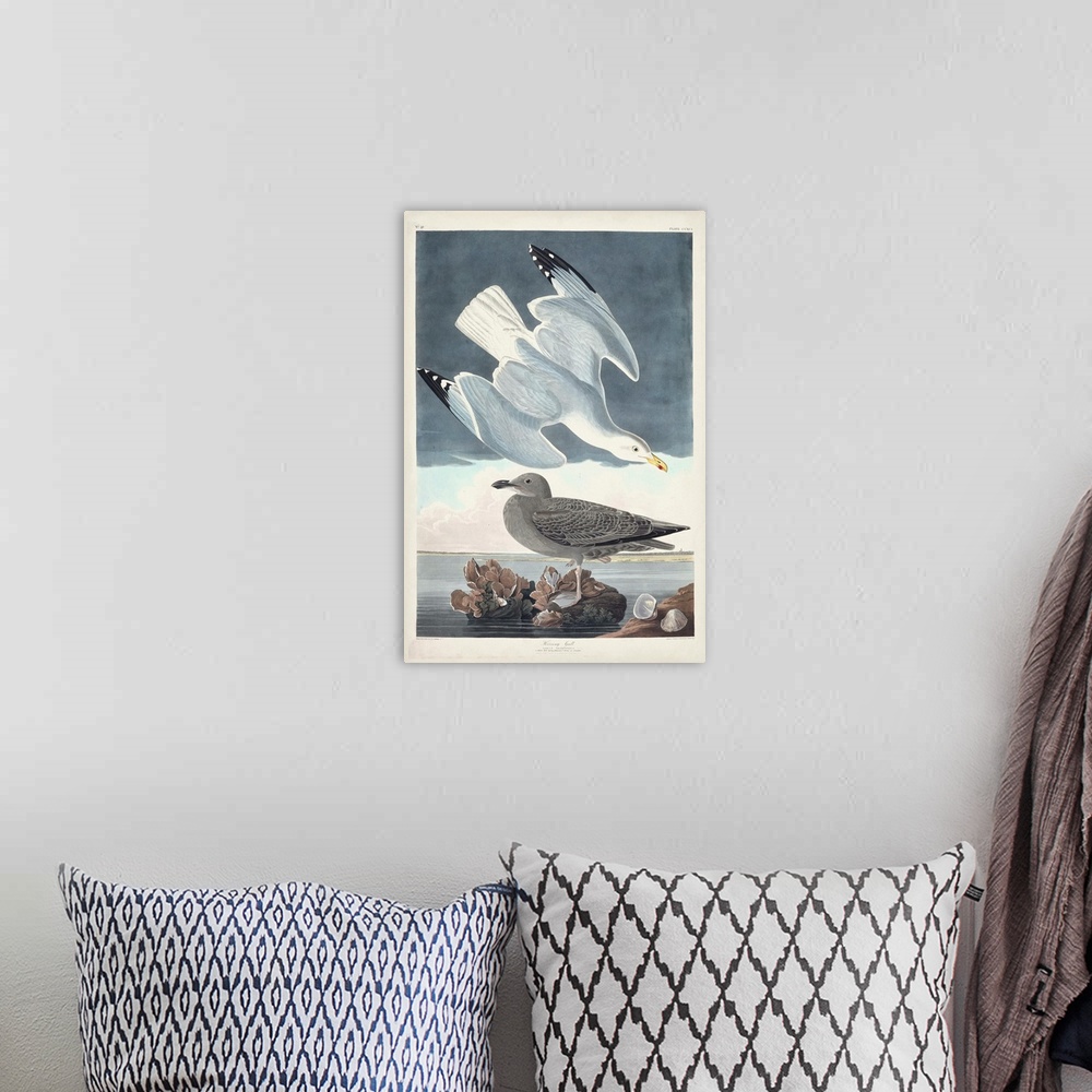 A bohemian room featuring Herring Gull