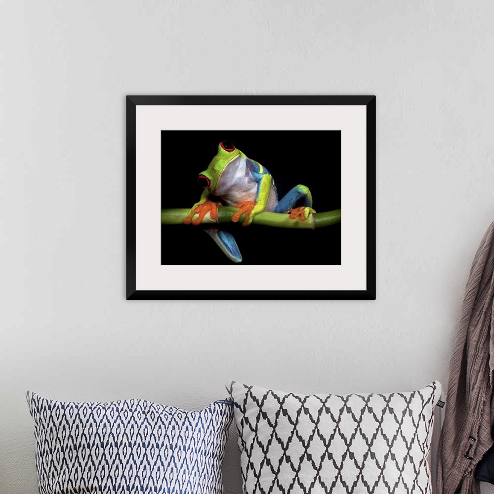 A bohemian room featuring A red-eyed tree frog tilting its head with a curious expression.