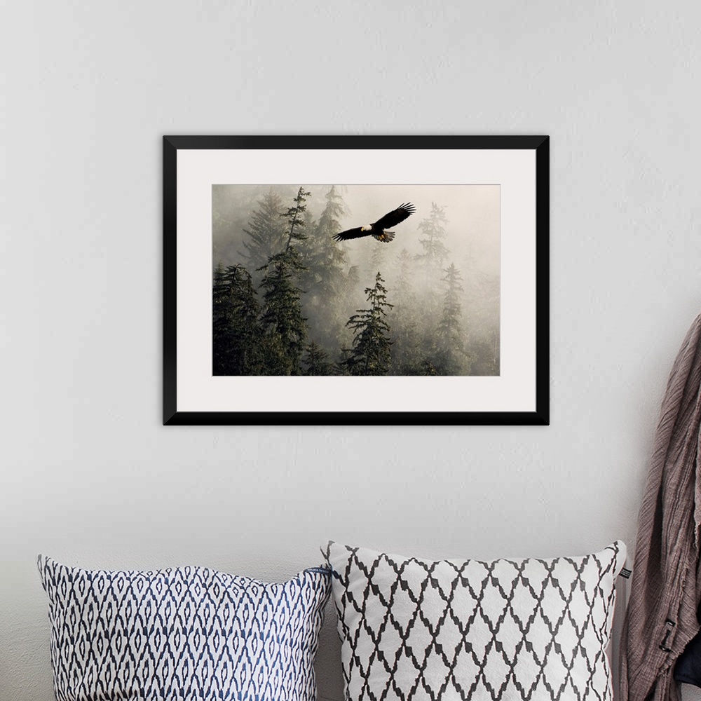 A bohemian room featuring Bald Eagle Soaring Through Misty Tongass Nat Forest Southeast Alaska