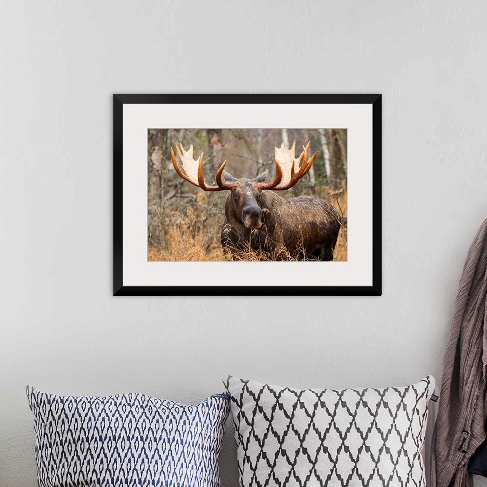 A bohemian room featuring Bull moose (alces alces) in rutting season; Anchorage, Alaska, United States of America