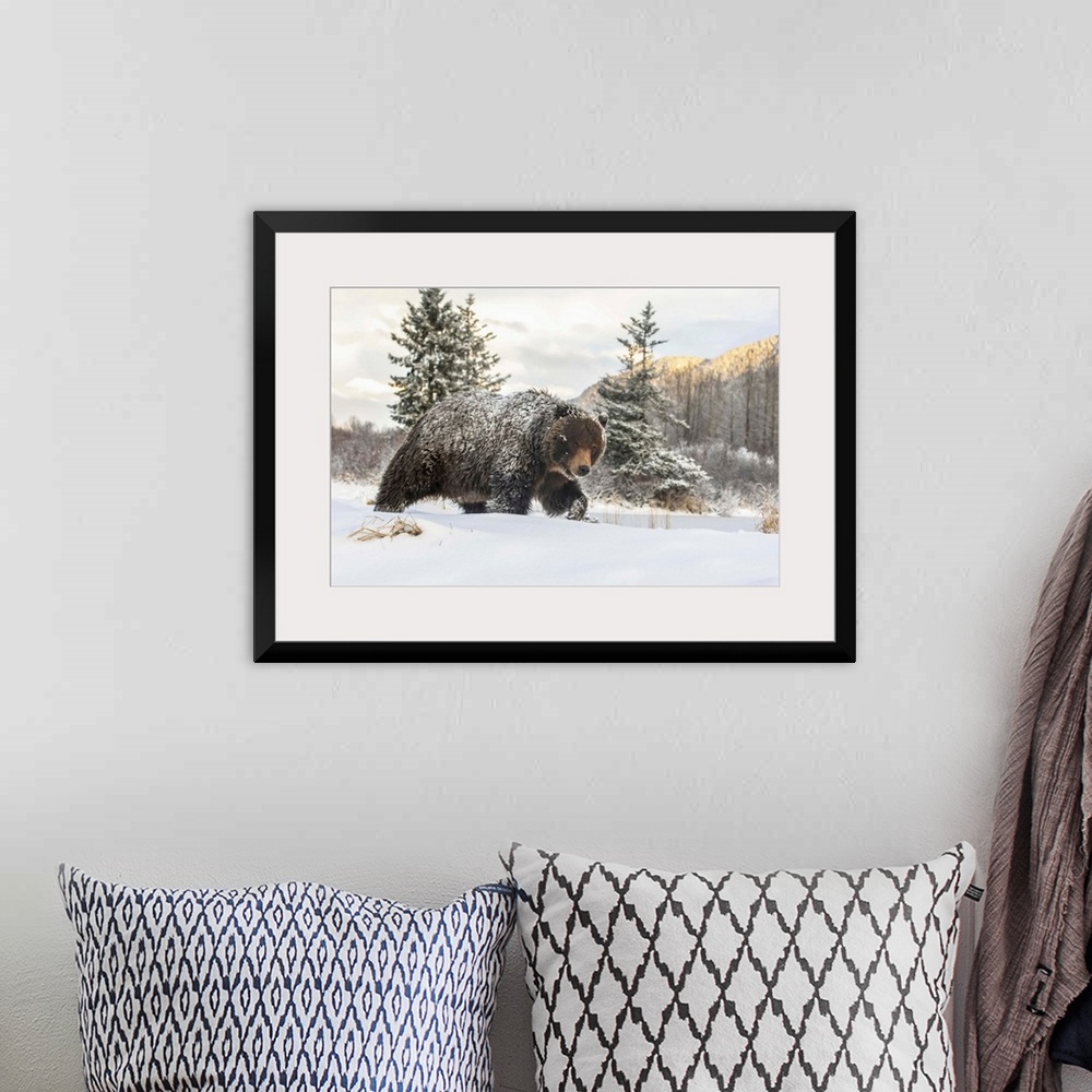 A bohemian room featuring Grizzly bear (Ursus arctic sp.) walking in the snow, Alaska Wildlife Conservation Center, South-c...