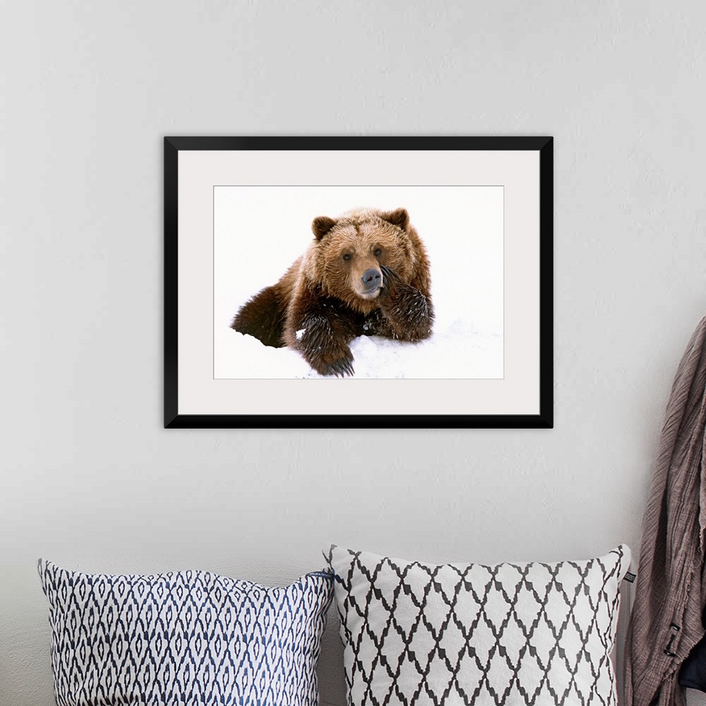 A bohemian room featuring A large brown bear is photographed laying in the snow with its paw resting on its cheek.